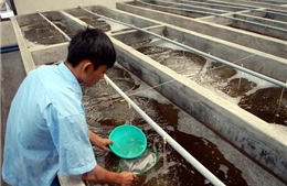 Trà Vinh tìm giải pháp thúc đẩy phát triển ngành tôm nước lợ