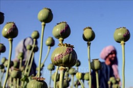 Afghanistan triệt phá 1.250 cơ sở rượu lậu và điều chế ma túy