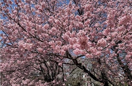 Thủ đô Tokyo tưng bừng đón mùa hoa anh đào