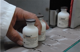 Cuba xuất khẩu 38 triệu liều vaccine chống bọ ve gia súc