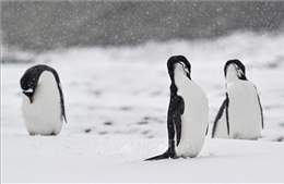 Đi tìm nguyên nhân khiến hàng nghìn con chim cánh cụt bị chết ở Nam Cực