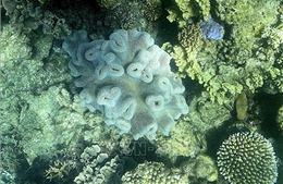Thông tin tích cực về sự hồi sinh của các rạn san hô 