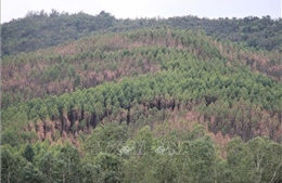 Bình Định ứng phó nguy cơ cháy rừng cấp cực kỳ nguy hiểm