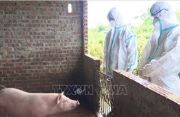 Quảng Ninh: Ngăn chặn sự lây lan của dịch tả lợn châu Phi