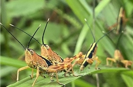 Châu chấu tre đã phát sinh, gây hại ở 11 địa phương