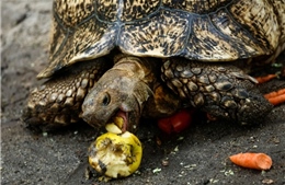 Malaysia giải cứu hàng trăm con rùa khỏi đường dây buôn lậu