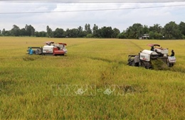 Chủ động thu hoạch lúa Hè Thu để tránh bị thiệt hại do mưa bão