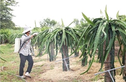 Nhiều nông dân trồng thanh long bỏ sản xuất chính vụ