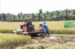 Thêm 650 ha lúa chất lượng cao, phát thải thấp