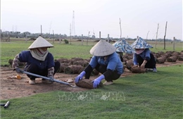 Khai thác thế mạnh cây trồng vùng đất bãi bồi ven sông