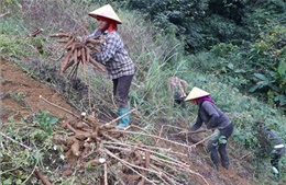 Sắn rớt giá mạnh, nông dân Lai Châu thất thu