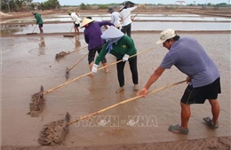 Diêm dân Bạc Liêu tất bật vào vụ muối mới