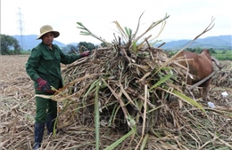 Giá mía tăng cao, nông dân phấn khởi đón Tết