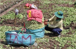 Rau màu vụ Đông Xuân được giá, nông dân có nguồn thu khá