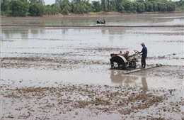 Năng suất lúa Đông Xuân tăng, giá giảm