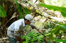 Giá nông sản tăng mang về lợi nhuận hàng trăm triệu đồng cho nông dân