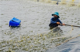 Giá tôm tăng, người nuôi lãi cao