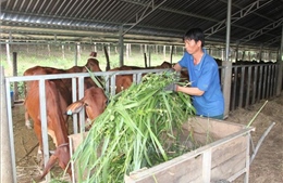 Các địa phương phòng, chống dịch bệnh cho gia súc, gia cầm