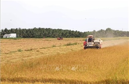 Lợi ích kép từ mô hình trồng lúa chất lượng cao, giảm phát thải
