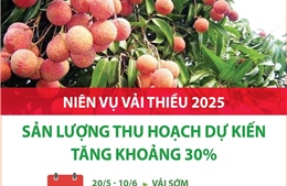 Niên vụ vải thiều 2025: Sản lượng thu hoạch dự kiến tăng khoảng 30%