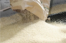 Thị trường nông sản: Gạo Mỹ chiếm lĩnh thị trường Nhật Bản