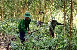 Tăng hiệu quả các mô hình kinh tế kết hợp với bảo vệ rừng