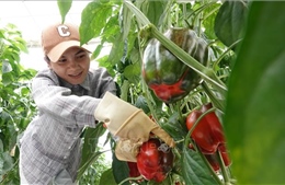 Giá nhiều loại rau củ Đà Lạt tăng mạnh sau thời gian dài