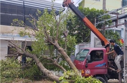 TP Hồ Chí Minh lên phương án chống ngập lụt, cây đổ trong mùa mưa bão