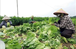 Hà Nội chỉ đạo thực hiện chính quyền hai cấp trong nông nghiệp, môi trường