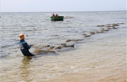 Ngư dân được mùa hái &#39;lộc biển&#39; rong mơ