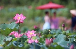 Vẻ đẹp đầm sen Trà Lý
