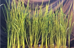 Dự án ‘Gạo Mặt Trăng’ phát triển giống lúa sinh trưởng trong môi trường vi trọng lực