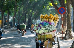 Cây xanh Hà Nội: Kiến tạo bản sắc đô thị từ bóng mát và ký ức