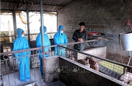 Ngăn chặn không để dịch tả lợn châu Phi lây lan trên diện rộng