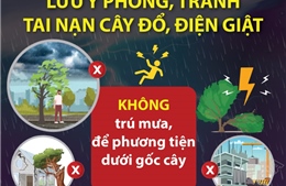 Những lưu ý phòng, tránh tai nạn cây đổ, điện giật