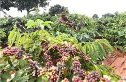 Xuất khẩu nông, lâm, thủy sản 7 tháng tăng 14,7%