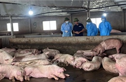 Khuyến cáo người chăn nuôi áp dụng giải pháp an toàn sinh học nhiều lớp