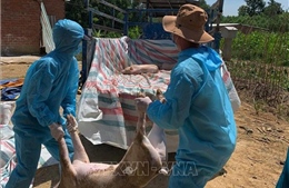 Đà Nẵng dập dịch tả lợn châu Phi ở địa phương có đàn gia súc lớn