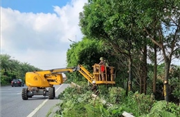 Hà Nội: Cắt tỉa cây xanh trước mùa mưa bão