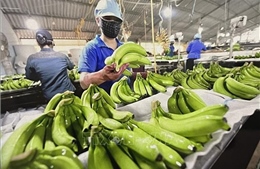 &#39;Việt Nam chiếm lĩnh thị phần chuối tại Nhật Bản&#39;