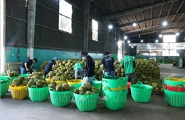 Xuất khẩu sầu riêng tăng trưởng mạnh trở lại