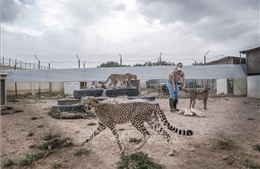 Giải cứu những chú báo Cheetah trước vòng vây buôn lậu