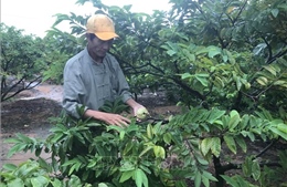 Nhiều hộ trồng na có thu nhập hàng trăm triệu đồng