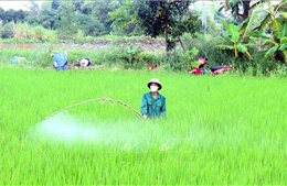 Phòng trừ sâu bệnh hại lúa theo &#39;4 đúng&#39;