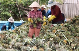 Dứa Đồng Tháp Mười có giá và đầu ra thuận lợi trong mùa lũ
