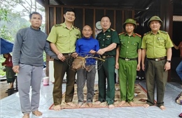 Tiếp nhận từ người dân một con khỉ đuôi lợn thuộc nhóm nguy cấp, quý hiếm