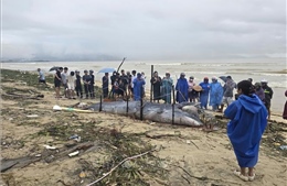 Xác cá Ông trôi dạt vào bờ biển Đà Nẵng