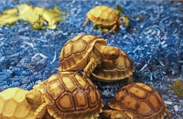 Chỉ số bảo tồn mới hé lộ tương lai u ám của loài bò sát