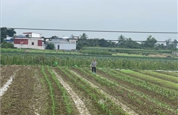 Hải Phòng khắc phục bất lợi thời tiết tập trung gieo trồng vụ Đông