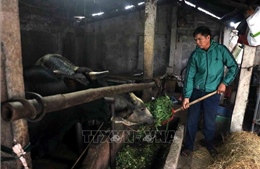 Hưng Yên: Chủ động phòng, chống rét cho đàn vật nuôi
